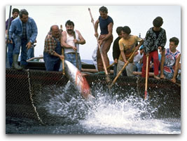 Carloforte - Tuna fishing