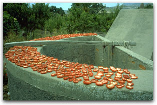 Sardinian food